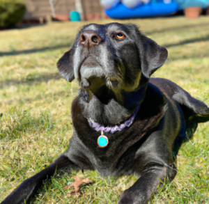 Charcoal Lab dog on grass looking up