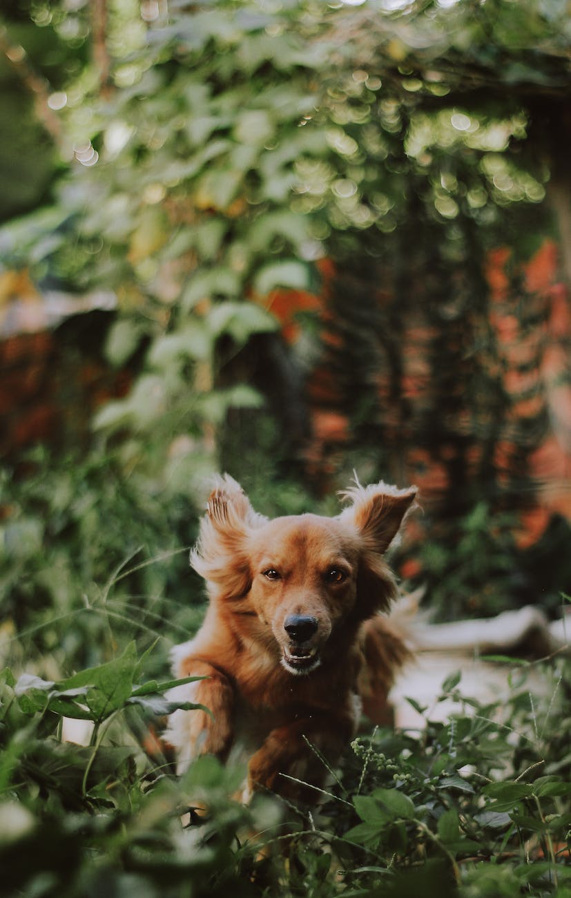 Dog Garden Therapy DIY Garden Projects Yummy Recipes Crafty Goodness