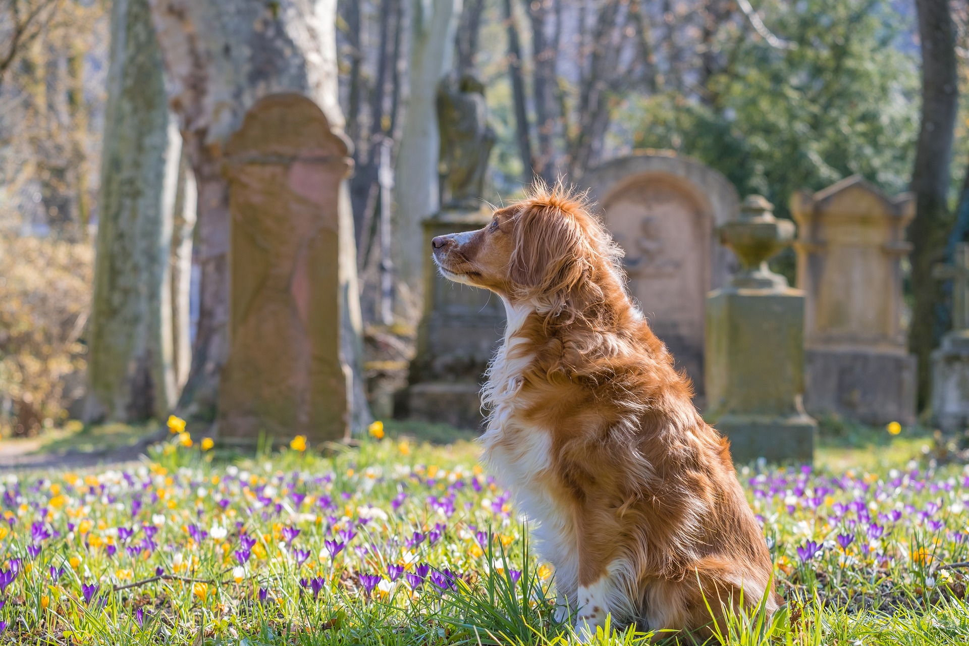 dog in a graveyard