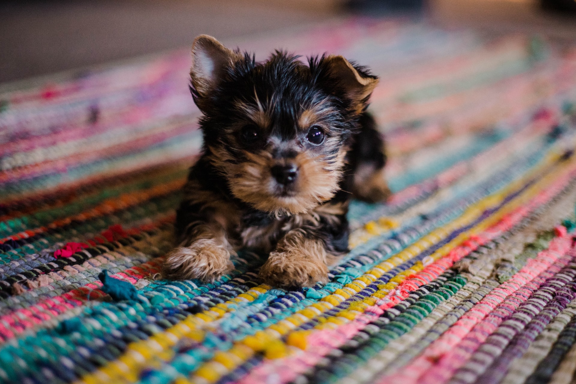 small puppy sitting on a rag