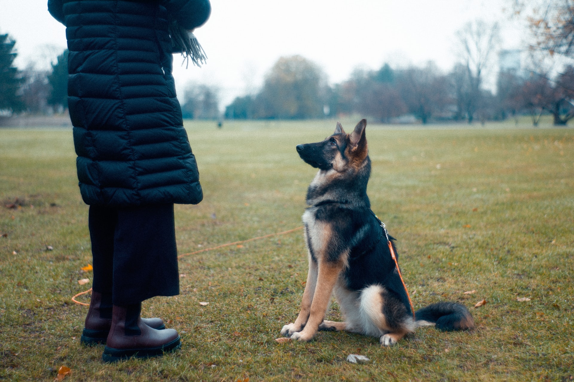 one of the dog Training Mistakes - inpatient