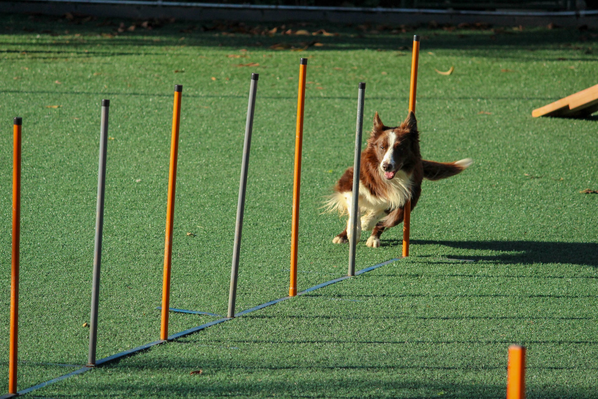 dog running between practice toys