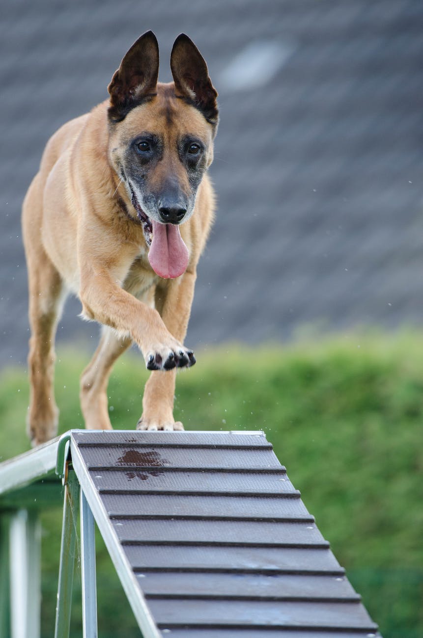 outdoor dog training