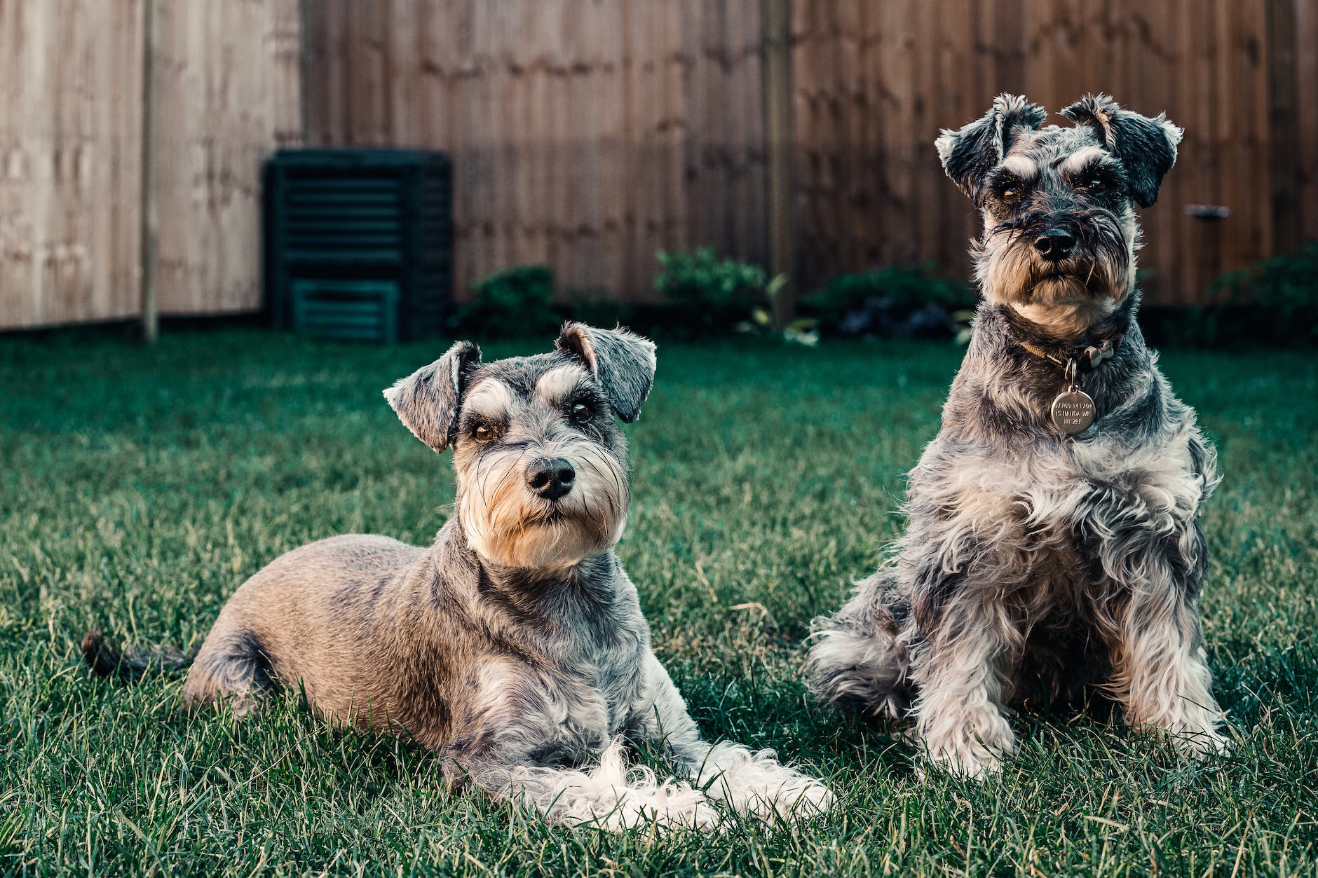why schnauzers are the worst dogs