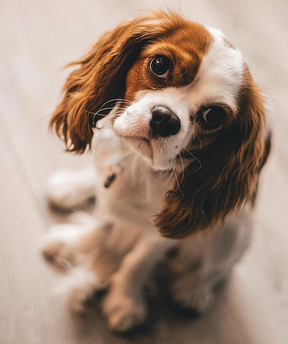 Shallow Focus Photography of a Cavalier King Charles Spaniel