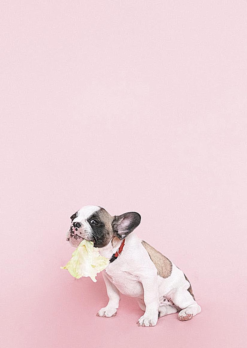 Photo of a French Bulldog with a Cabbage Leaf