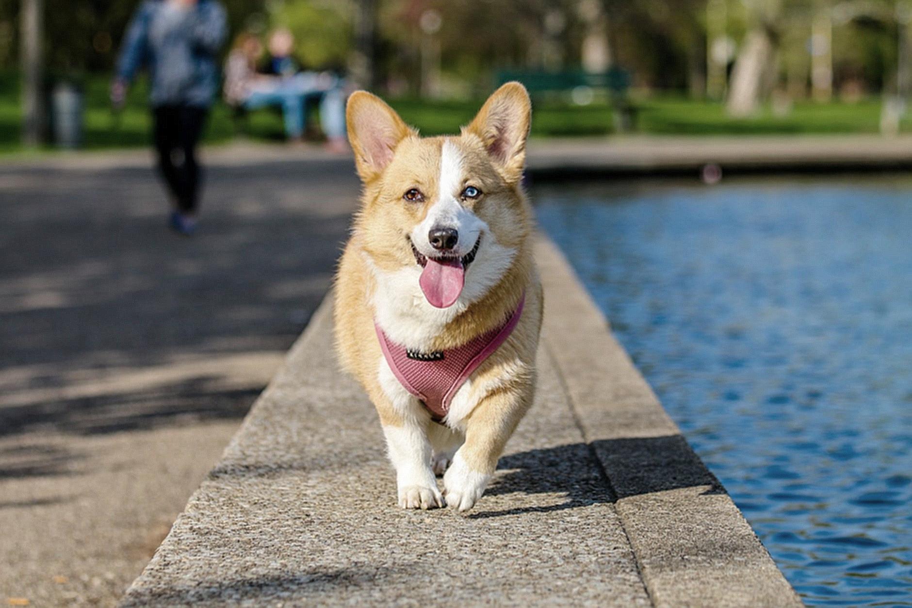 Adult Brown and White Pembroke Welsh Corgi Near the Body of Water