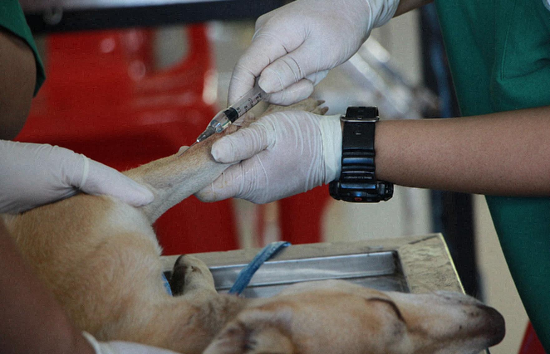 Vet Vaccinating Adult Tan Pit Bull Terrier