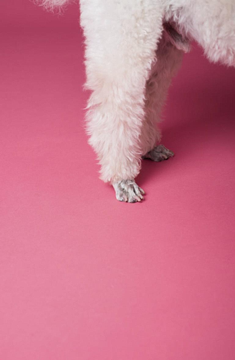 White Puppy's Legs