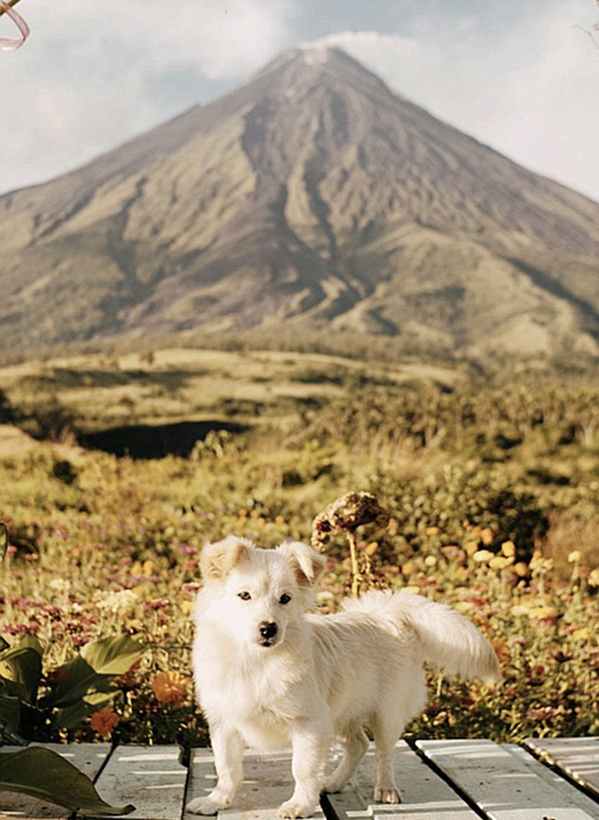 White Fluffy Dog with Mountain in Background