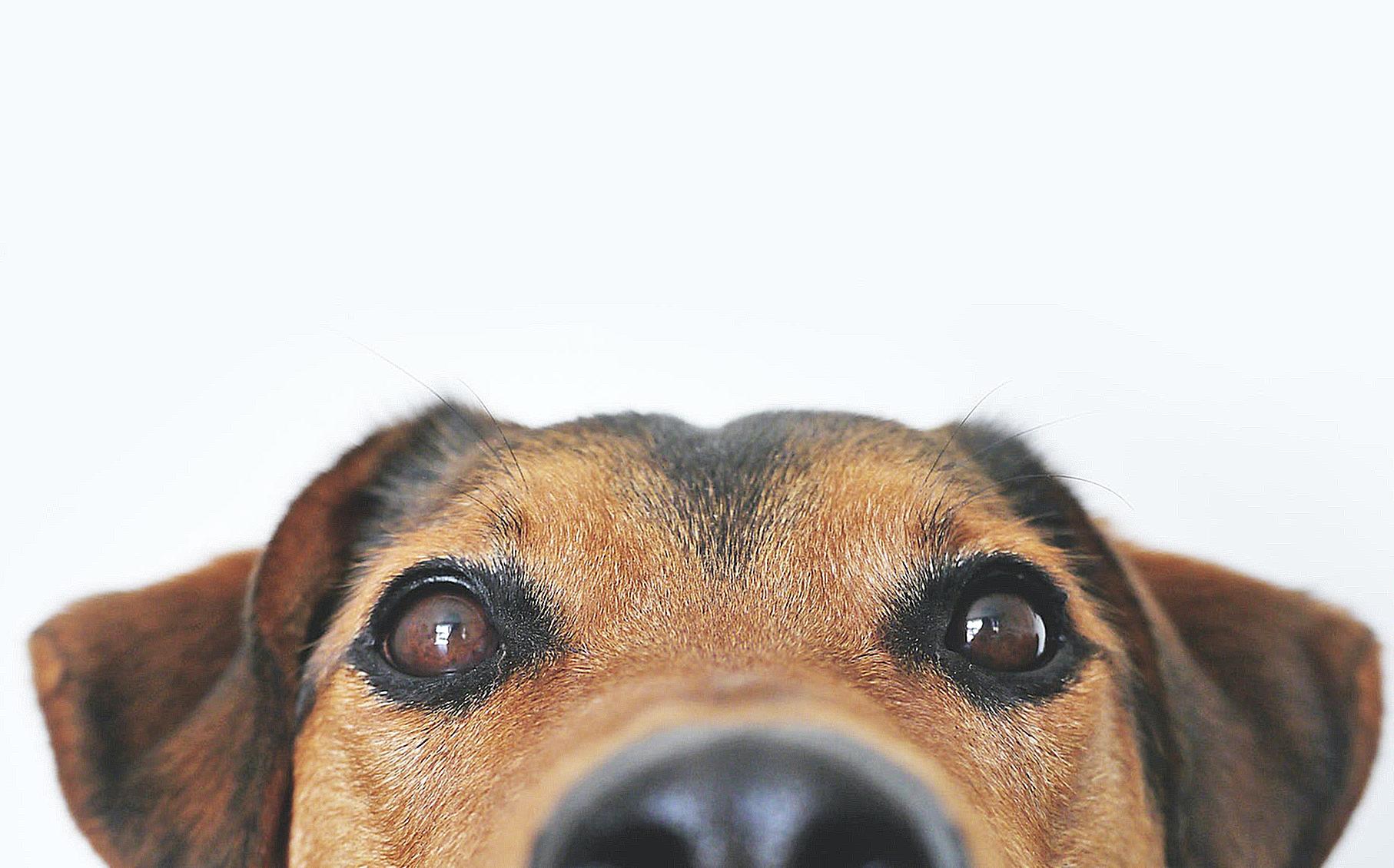 Closeup Photo of Brown and Black Dog Face