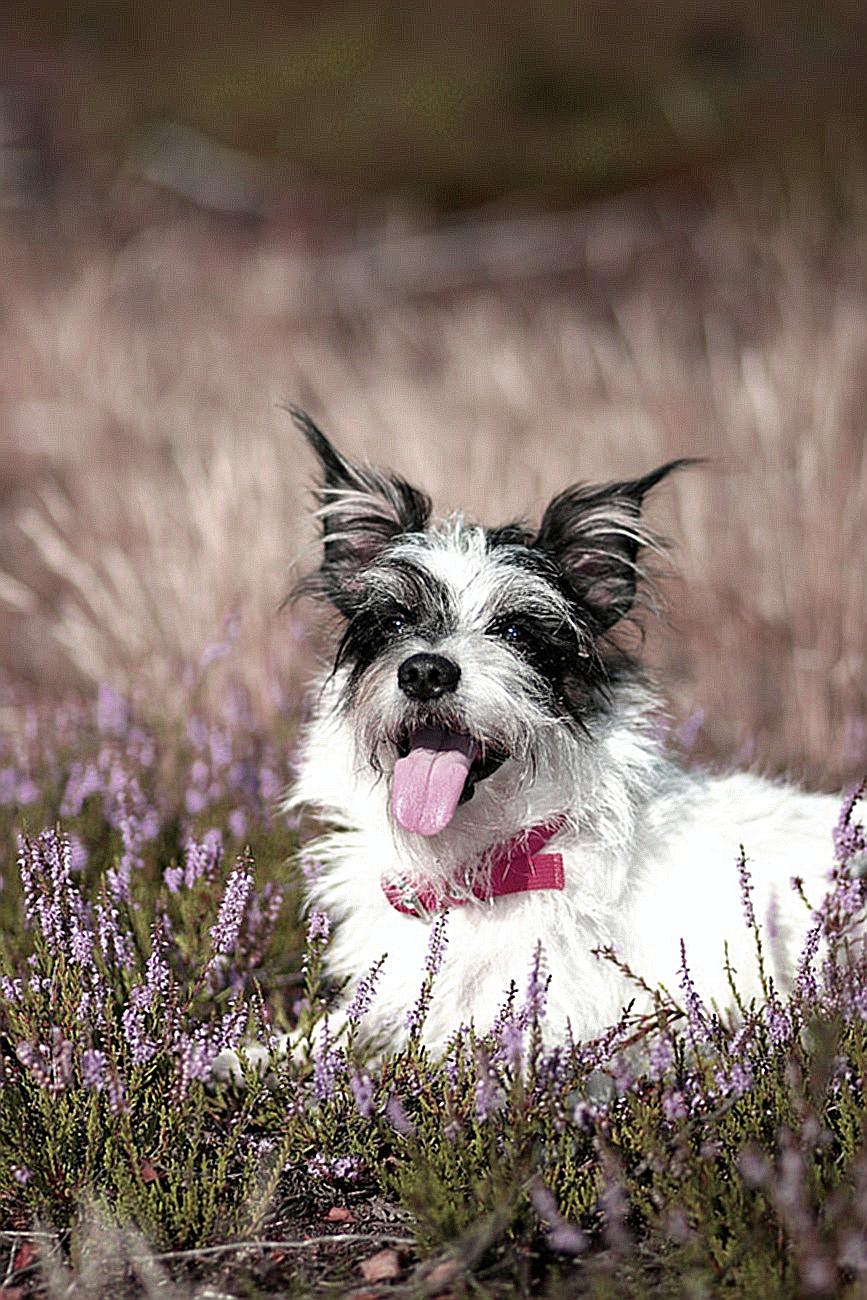 Bossi Poo Dog Sitting on Flower Field