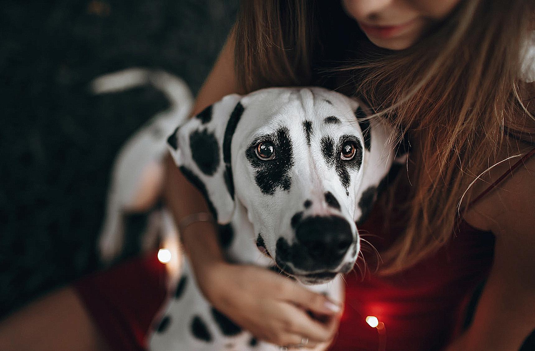 Selective Focus Photography of Woman Holding Adult Dalmatian Dog