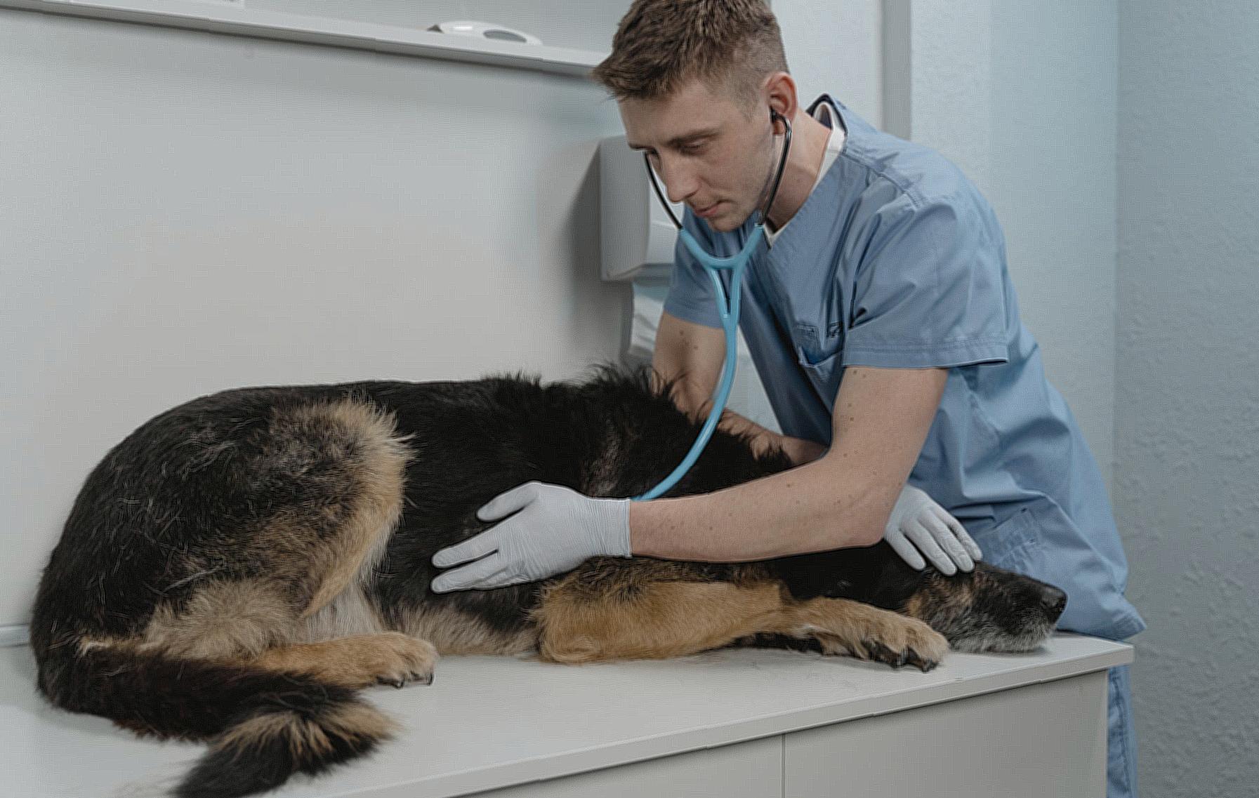 A Veterinarian Checking a Sick Dog Using a Stethoscope