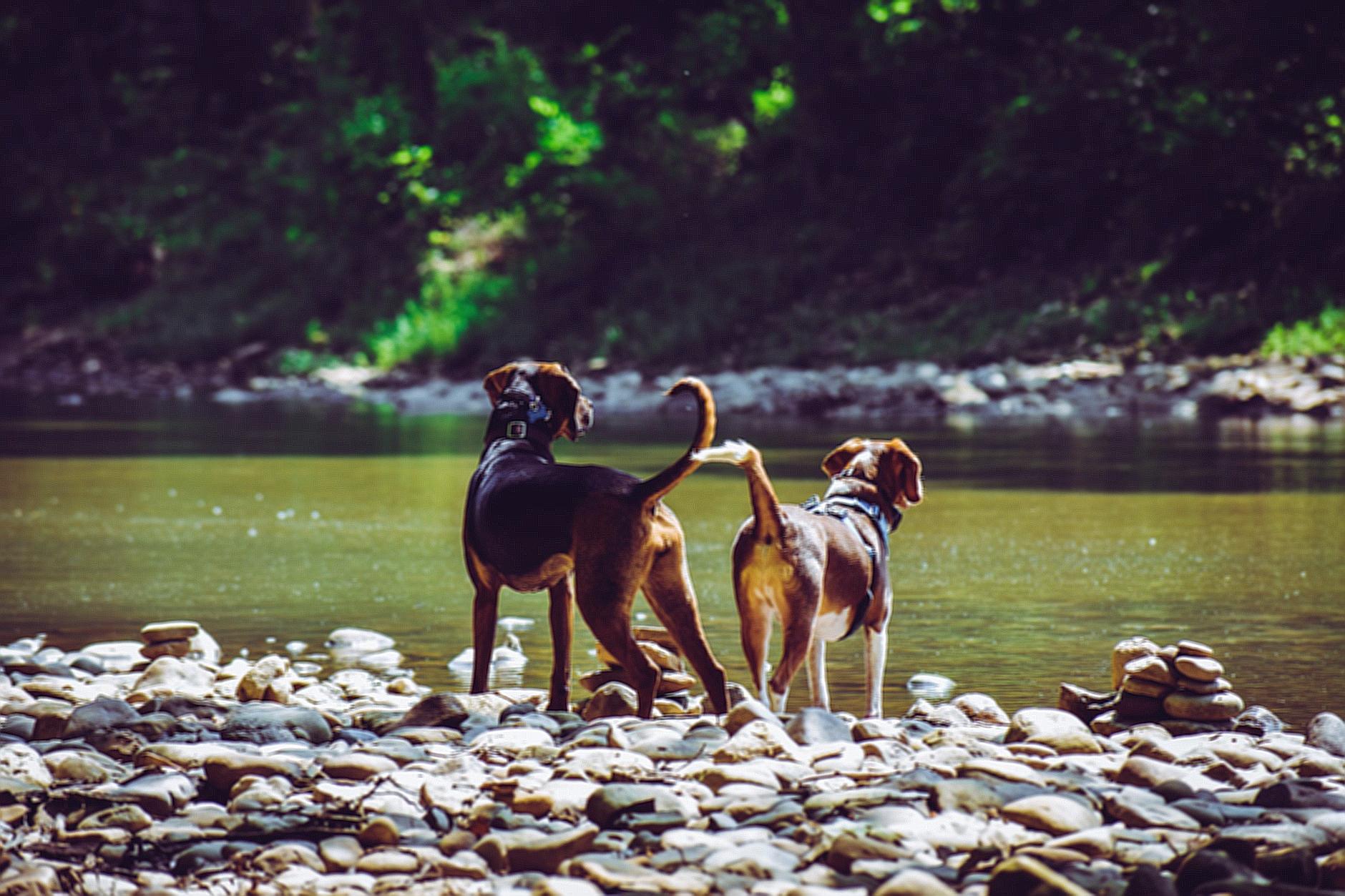 Two Adult Harrier Dogs Standing Beside River