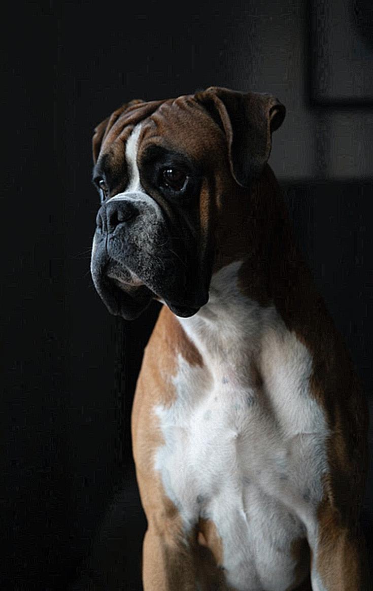 Closeup Photography of Tan and White Boxer
