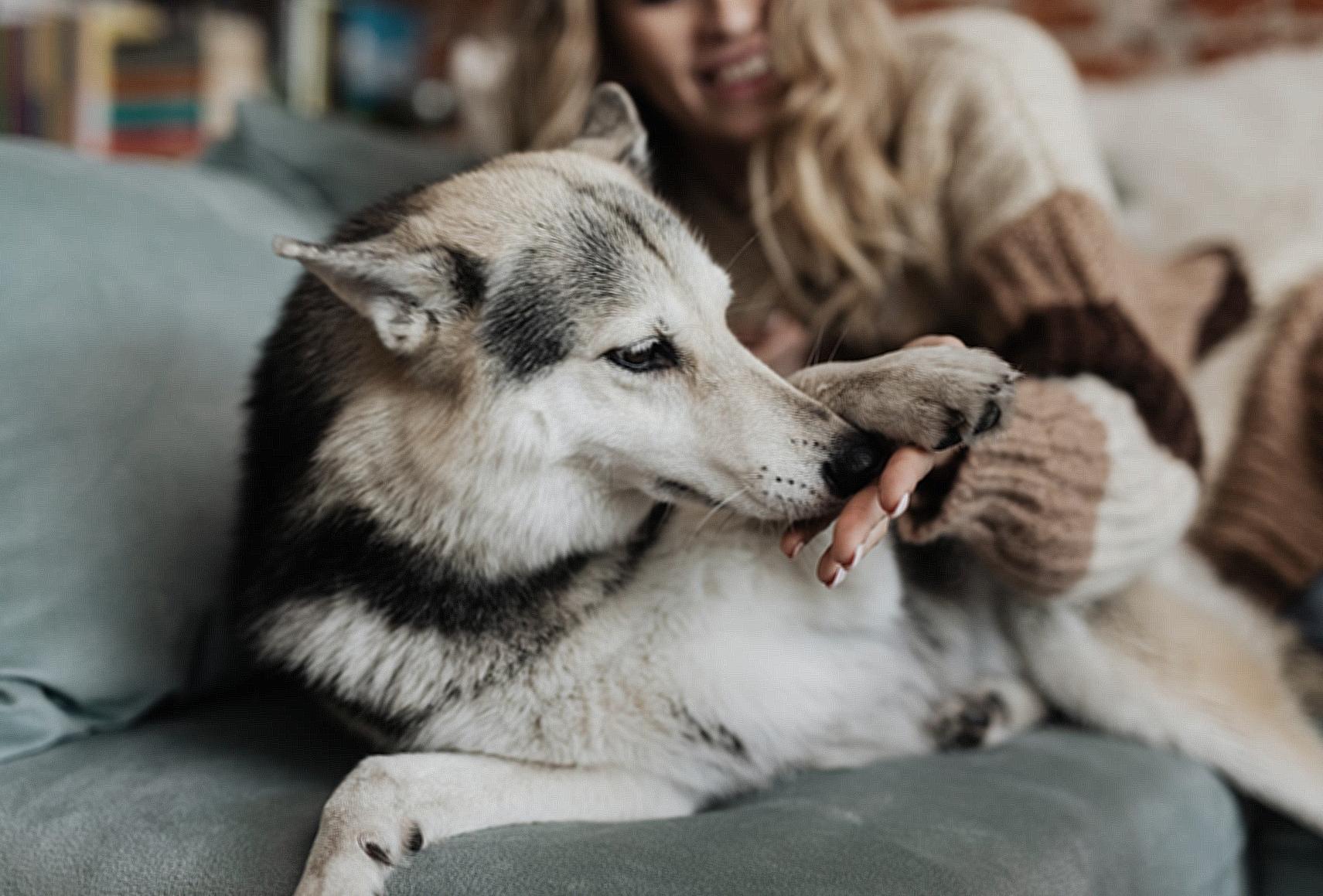 Dog Smelling a Hand of a Woman