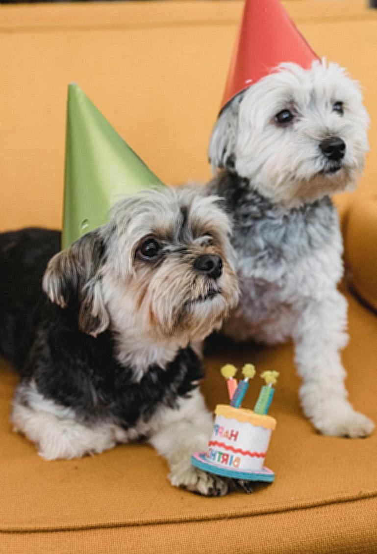 Calm small dogs in party hats