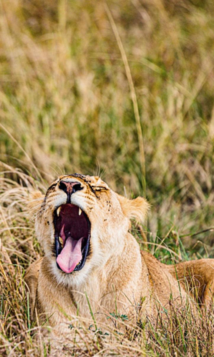 Brown Lioness on Green Grass