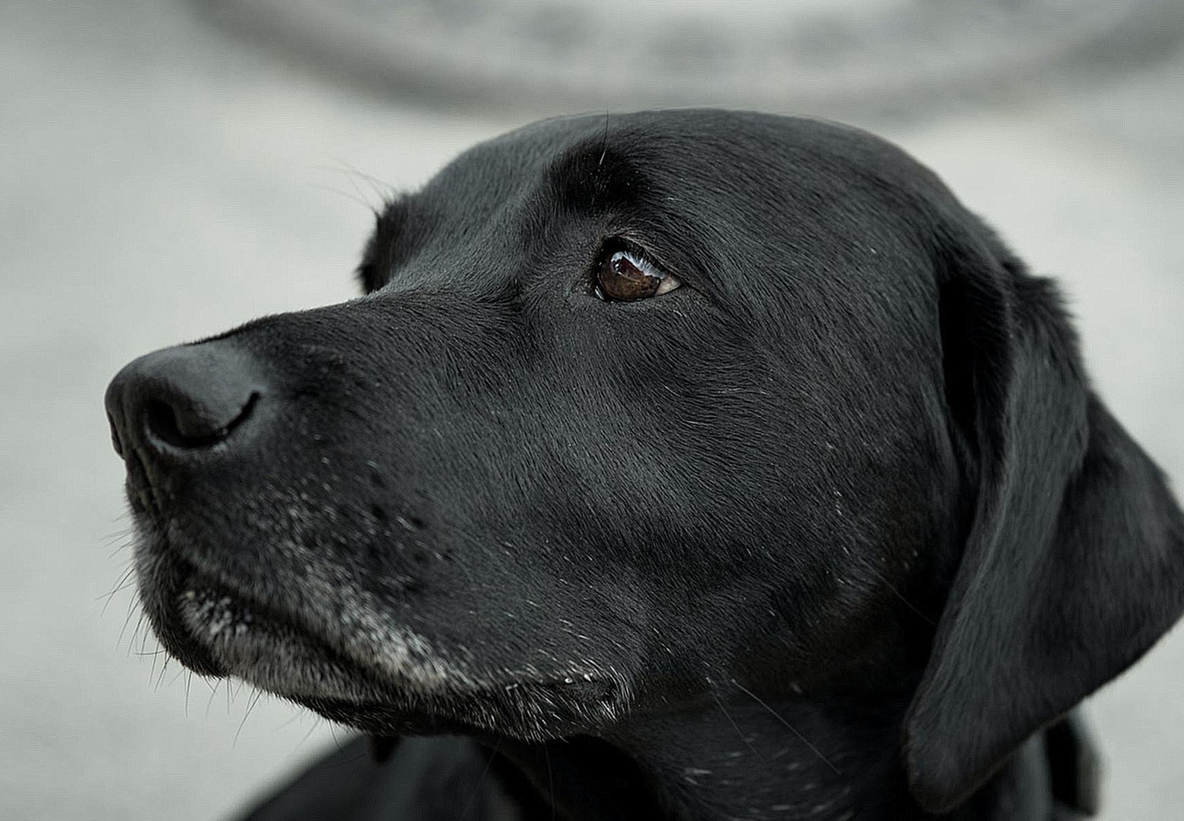 Close-up Photography Black Labrador Retriever
