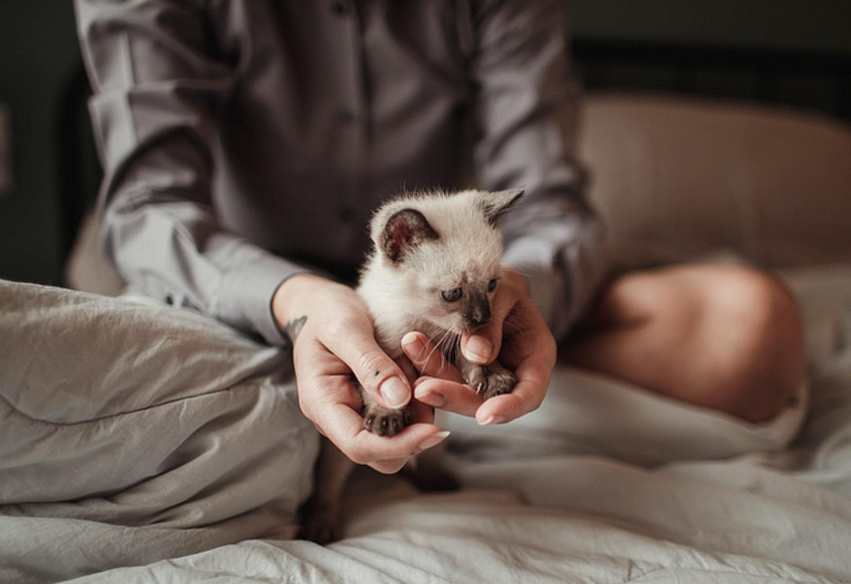 A Kitten on a Person's Hand