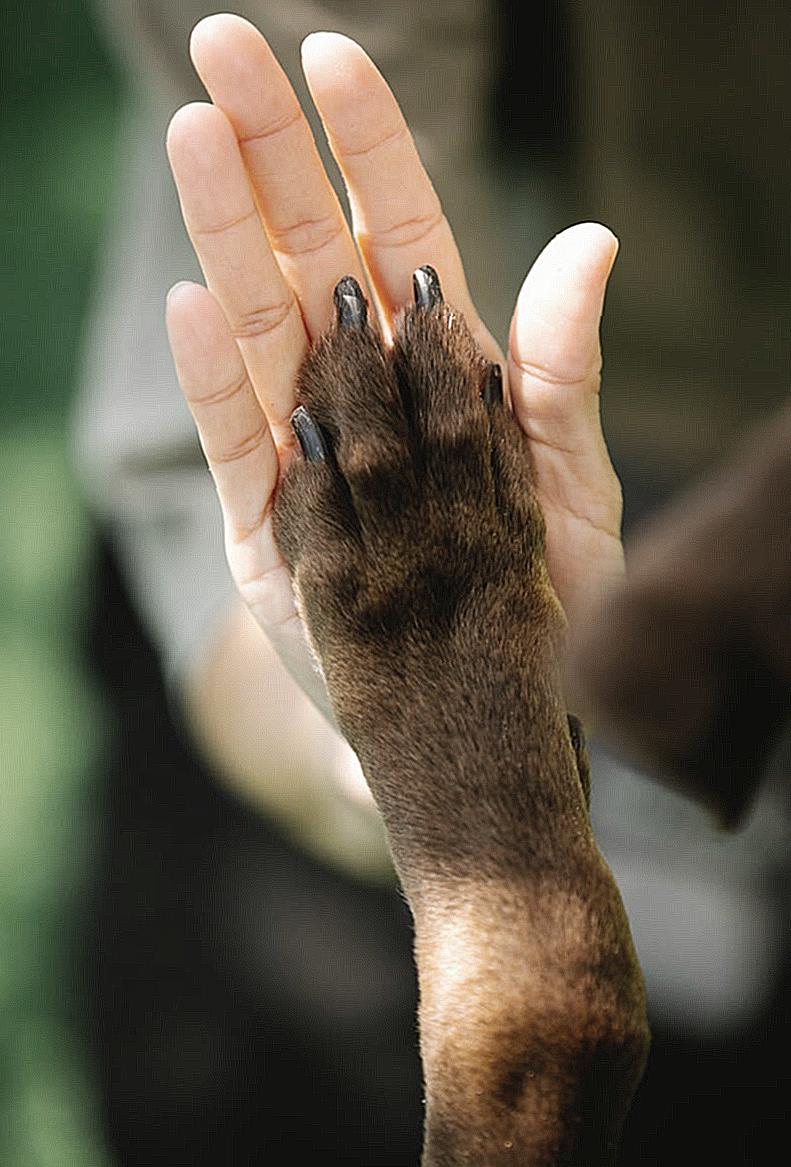 High angle of crop unrecognizable female owner giving high five to brown Labrador Retriever