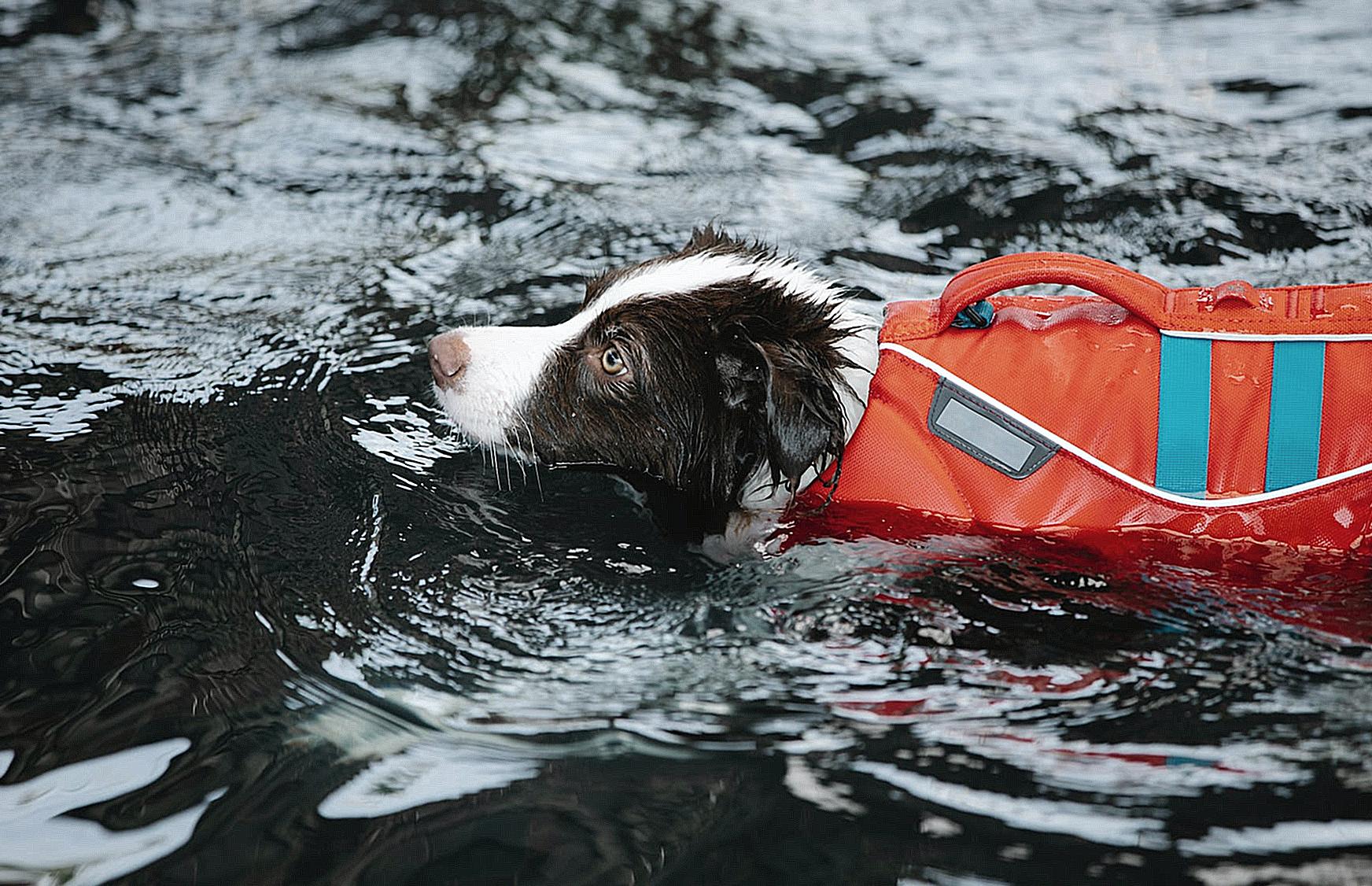 Adorable dog in life jacket swimming in water