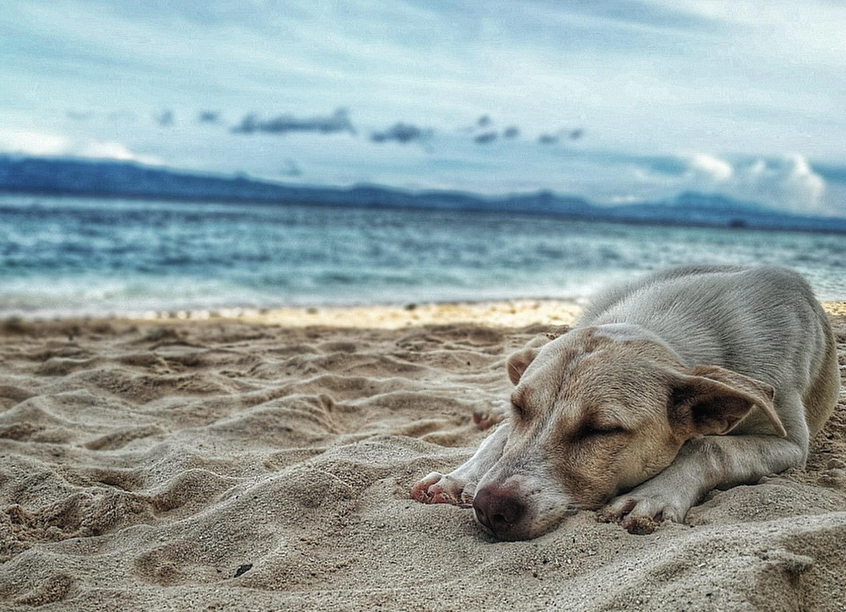 Dark Yellow Labrador Retriever Lying on the Sea Shore
