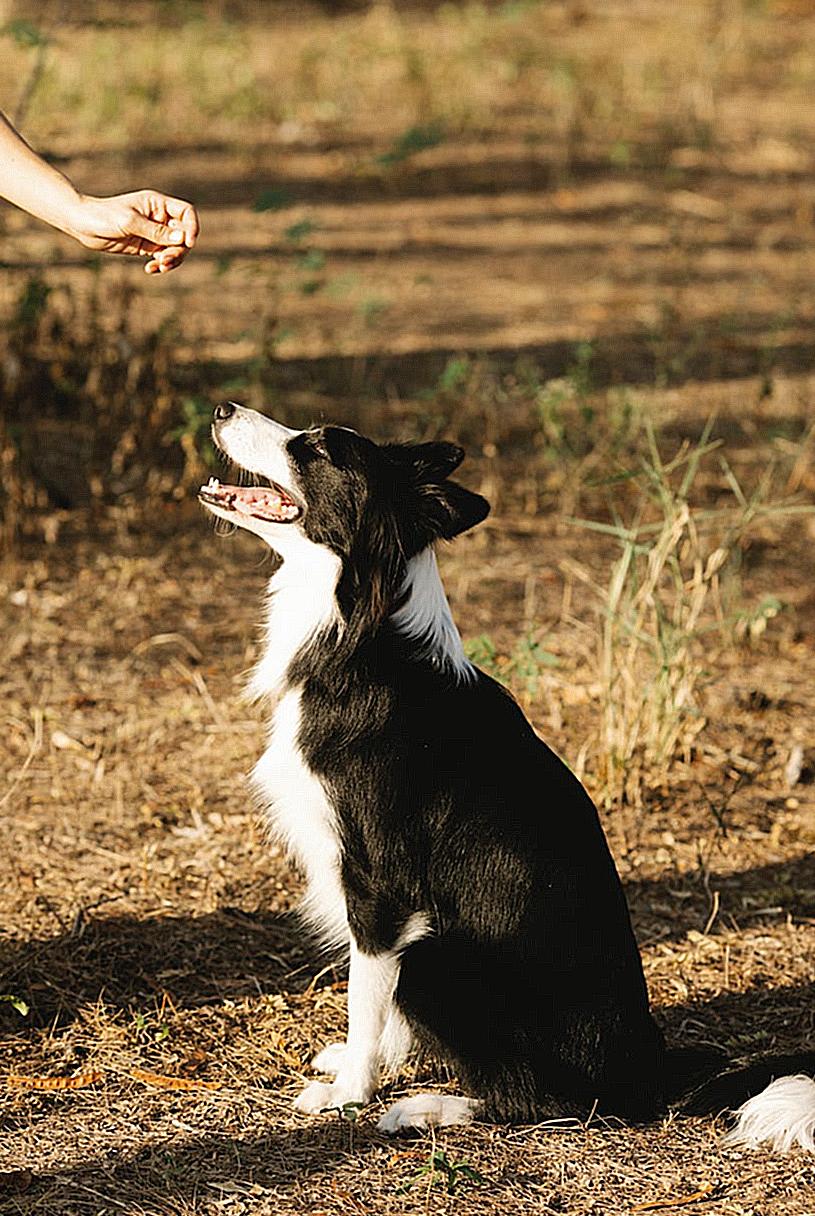 Crop anonymous owner giving treat to loyal black Border Collie dog sitting on ground in countryside