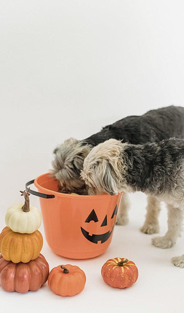 Little purebred dogs eating from Halloween bucket near pumpkins in bright room on white background