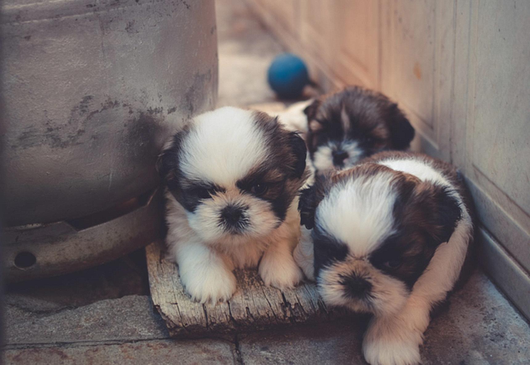 White-and-brown Puppies