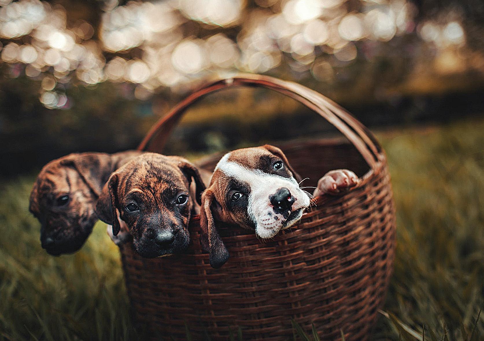 Selective Focus Photo of Three Brindle Puppies Inside Brown Woven Basket