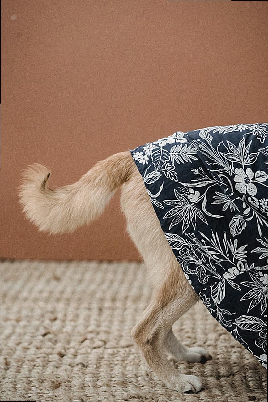 Dog in clothes with shaking tail