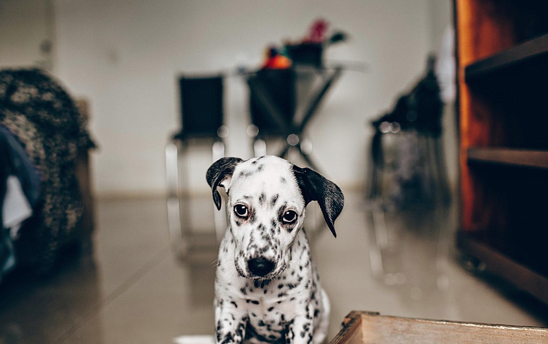 Adorable purebred Dalmatian puppy sitting on floor of bedroom and looking at camera