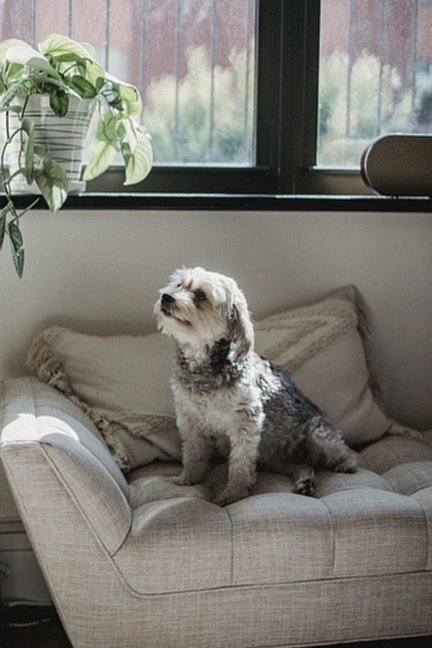 Adorable purebred puppy sitting on sofa in modern apartment