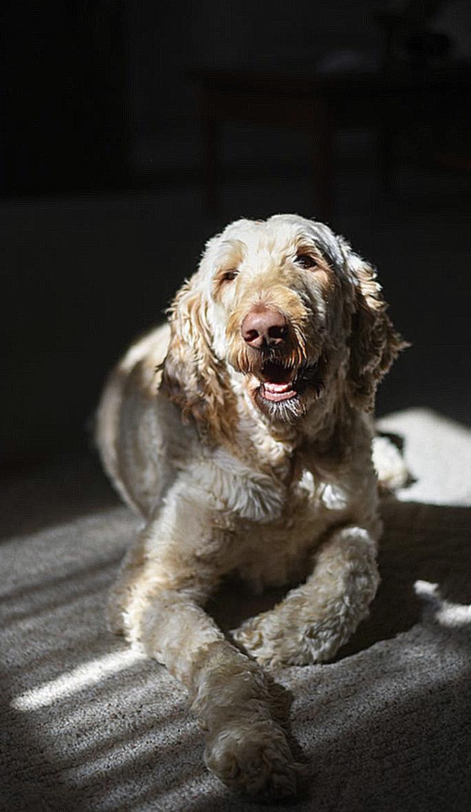 Big Labradoodle dog of beige color resting on home floor in sunlight looking at camera