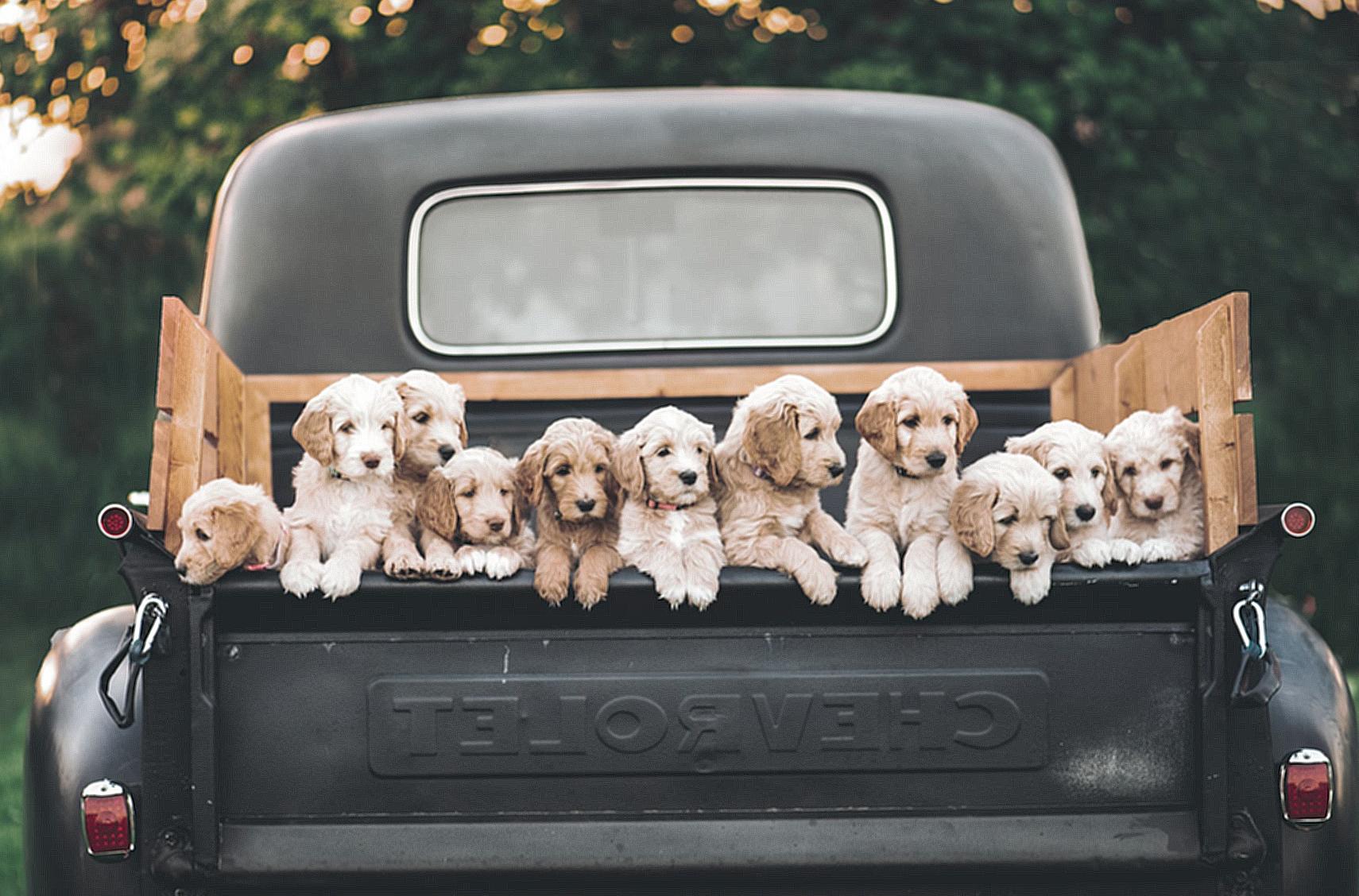 White and Brown Puppy on Black Car