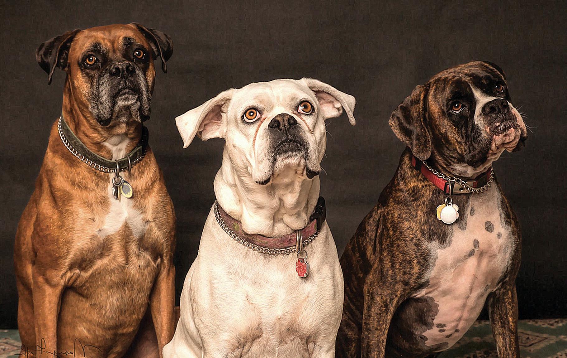 Photography of Three Dogs Looking Up
