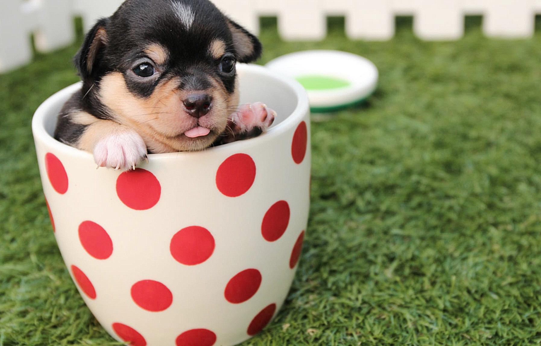 Short-coated Black and Brown Puppy in White And Red Polka-dot Ceramic Mug on Green Field