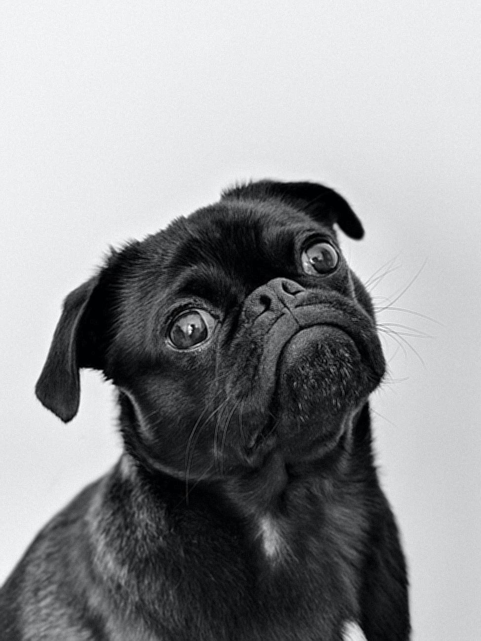 Portrait Photo of an Adult Black Pug