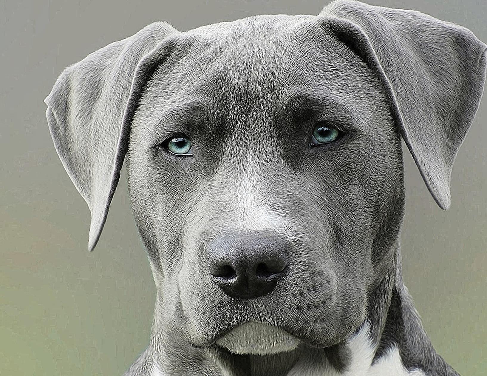 Close Up Photography of Adult Black and White Short Coat Dog