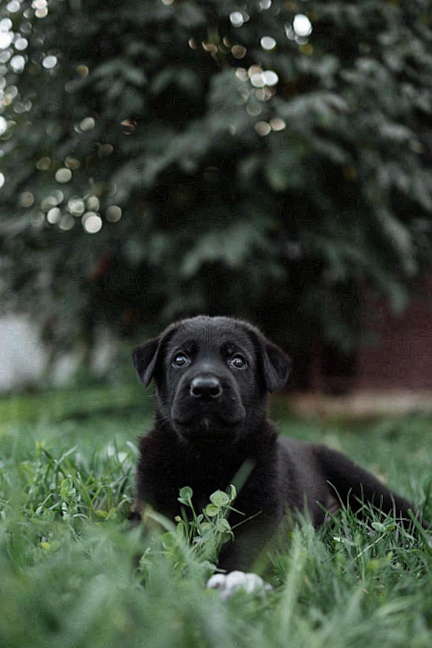 Black Short Coated Medium Sized Dog on Green Grass
