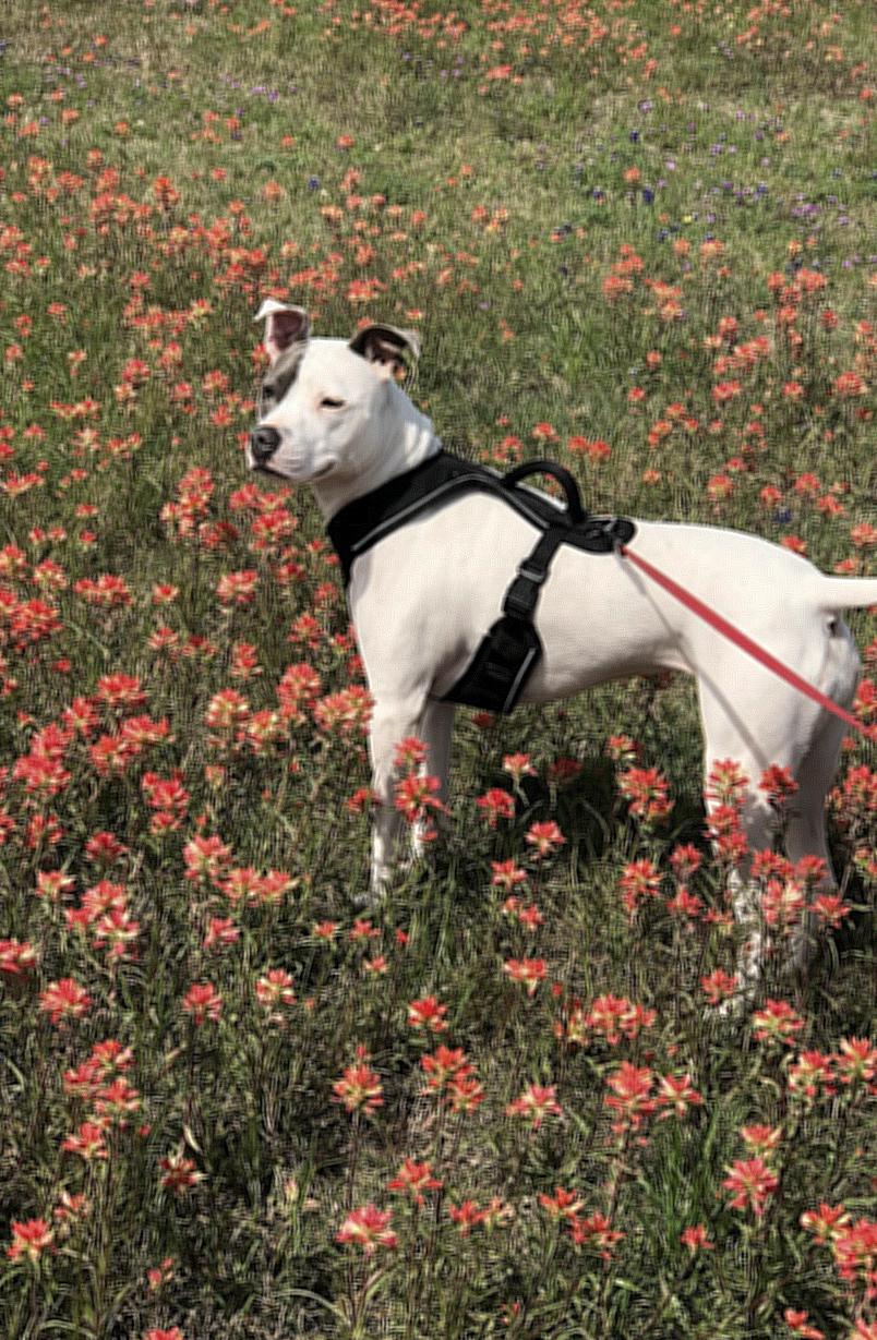 Dog in Harness Standing in Field of Red Flowers