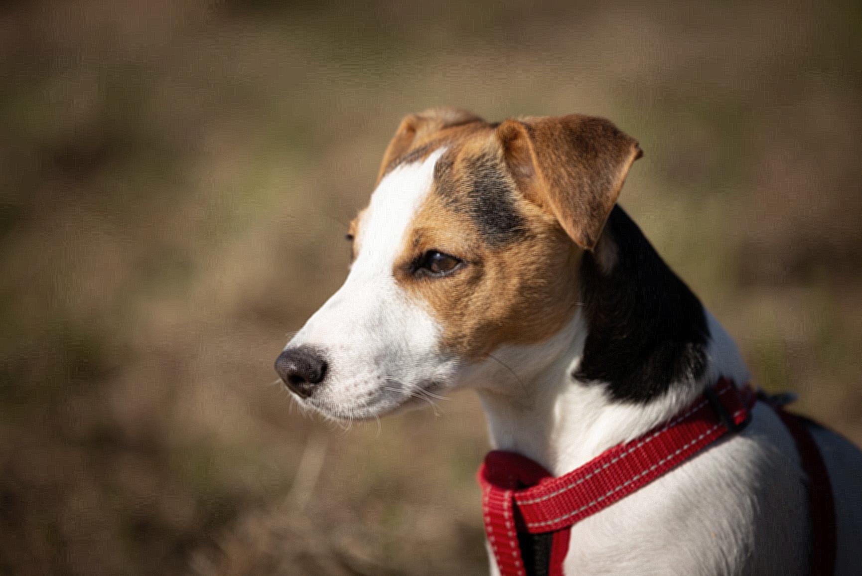 Short-coated Brown, White, and Black Dog Wearing Red Harness