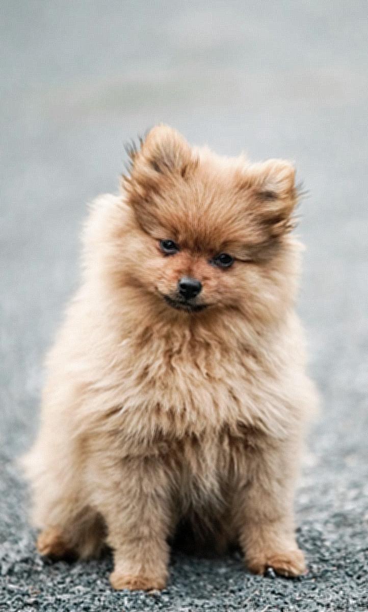 Brown Pomeranian Puppy on Grey Concrete Floor