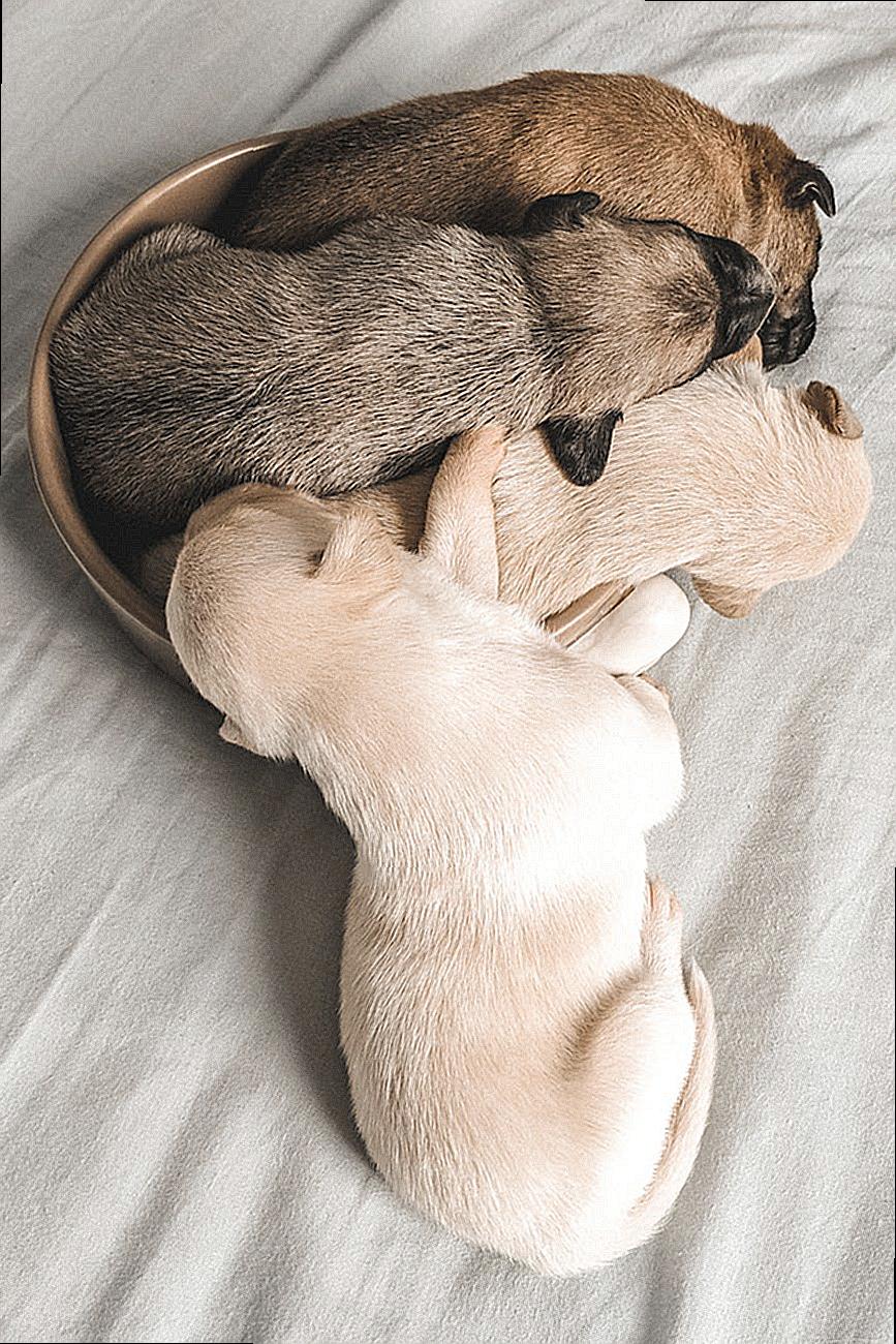 Four Assorted-colored Labrador Puppies Sleeping In A Small Brown Container
