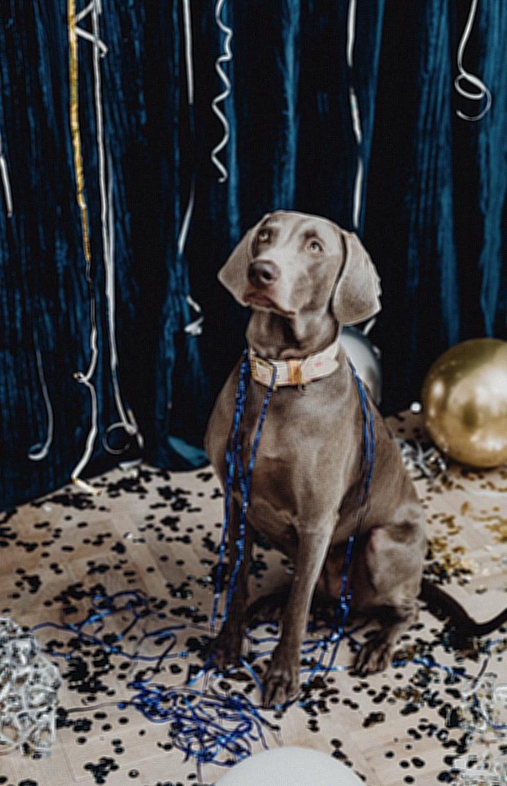 Gray Short Coated Dog Sitting Around Confetti