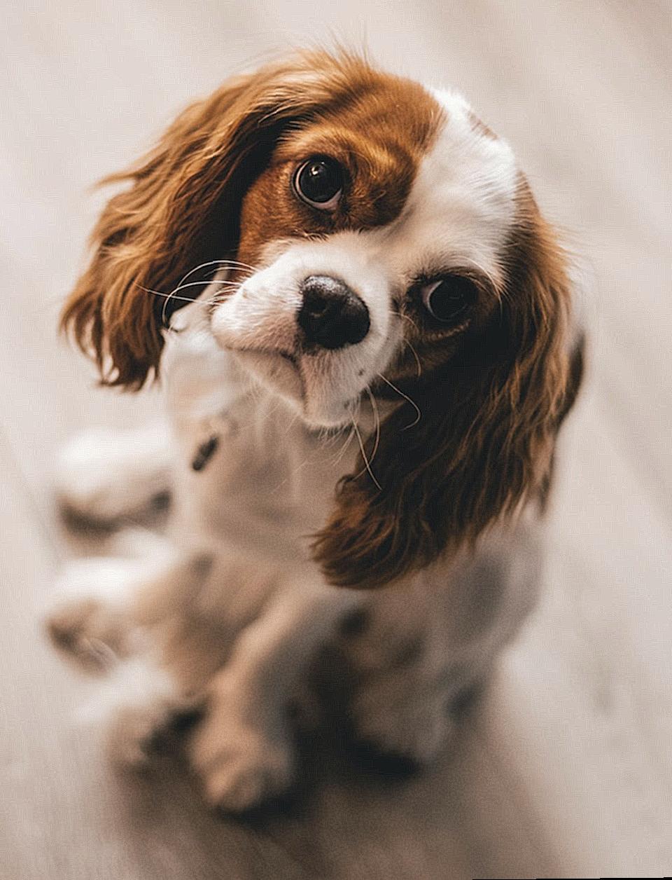 Shallow Focus Photography of a Cavalier King Charles Spaniel