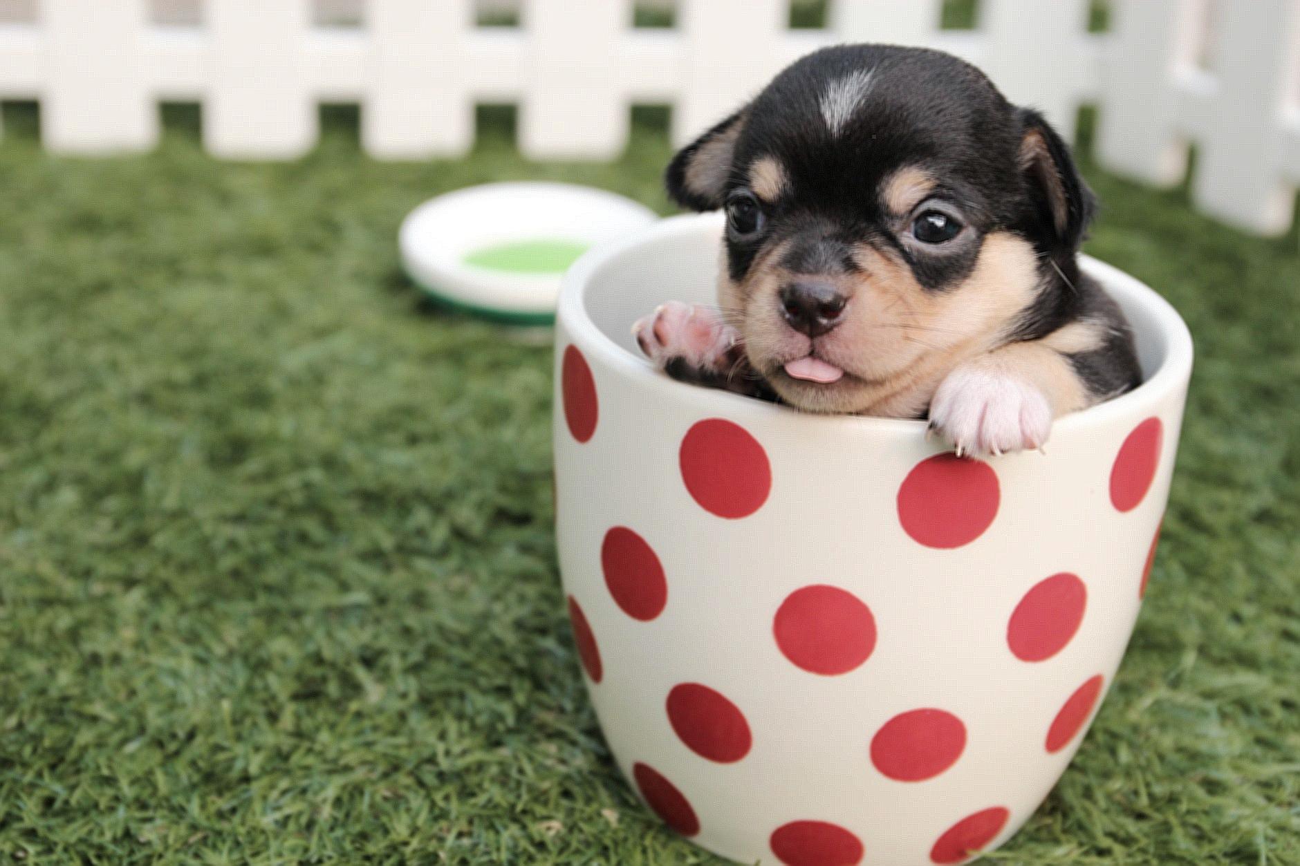 Short-coated Black and Brown Puppy in White And Red Polka-dot Ceramic Mug on Green Field