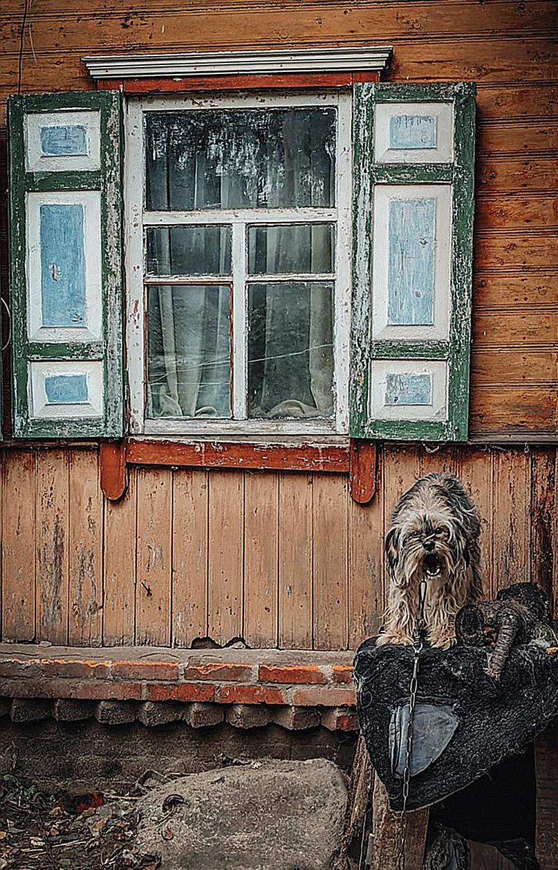 Barking Dog and a Wooden House Facade 